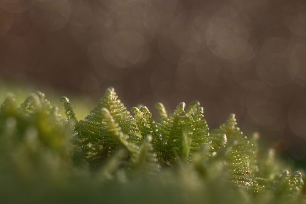 Photograph by Елена Амозова