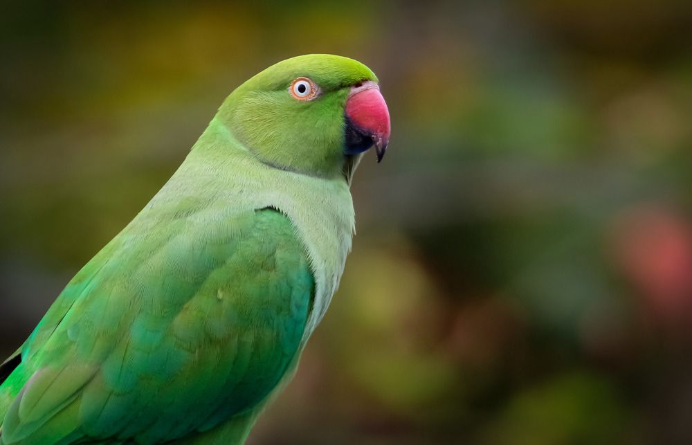 Photograph by Kaustav Ghosh