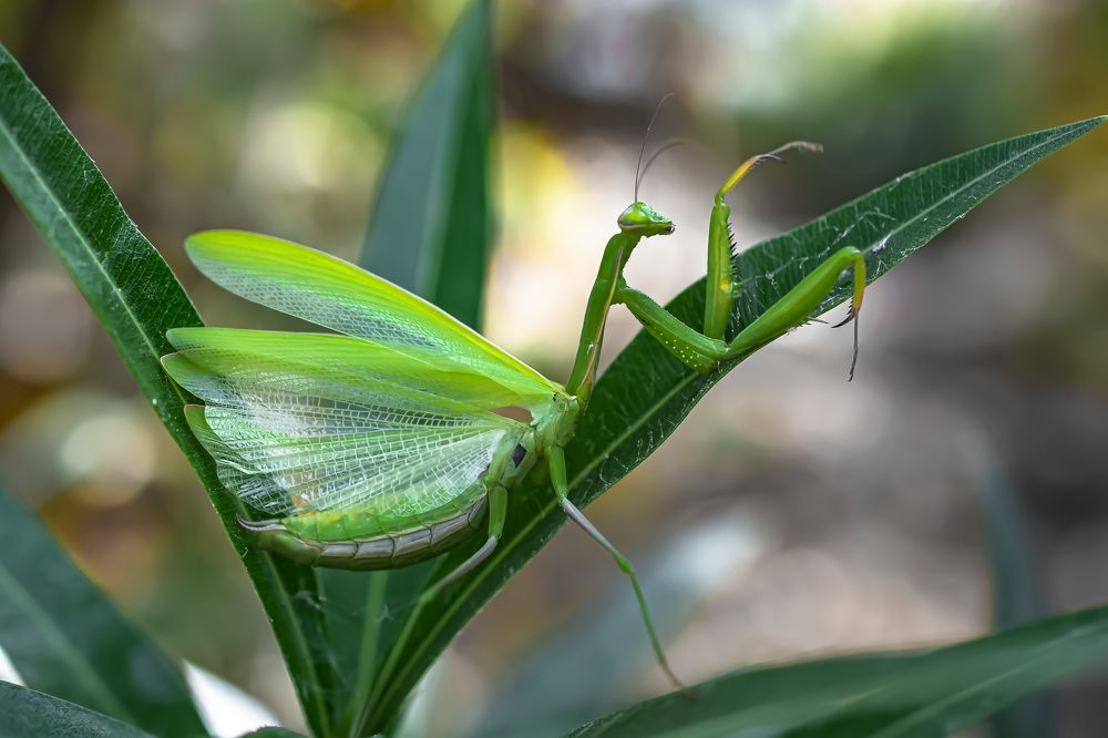 Photograph by Муза Латинская