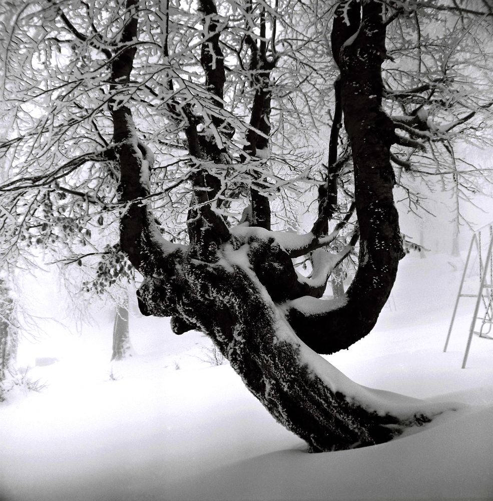 Photograph by Muzaffer Sütlüoğlu