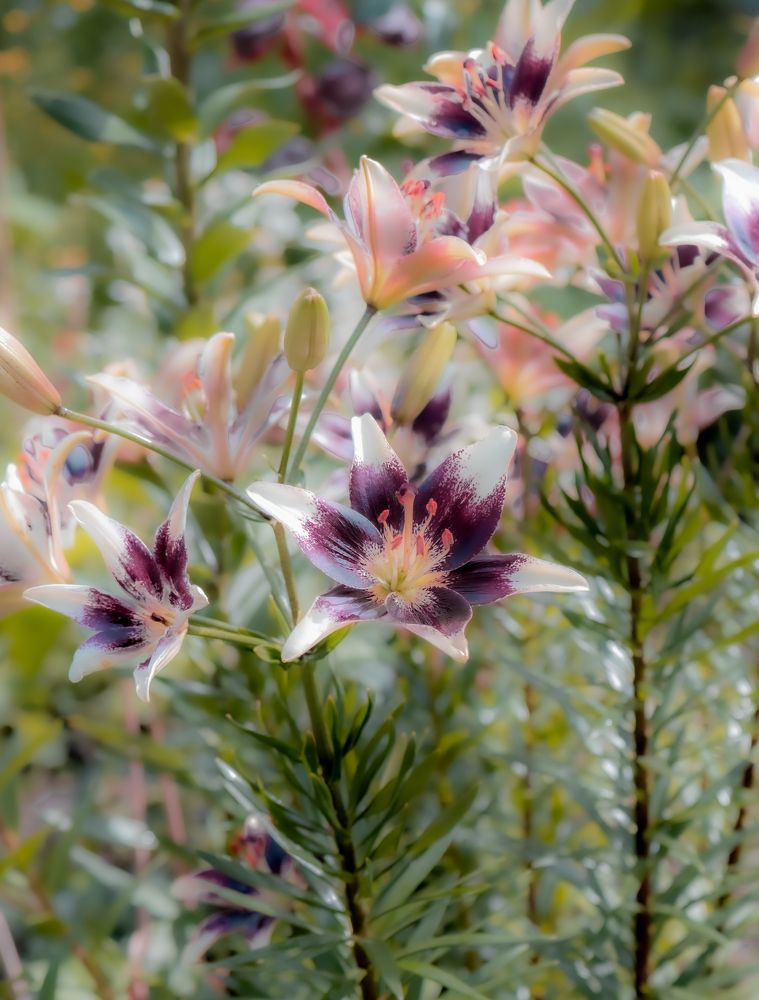 Photograph by Сергей Аникушин