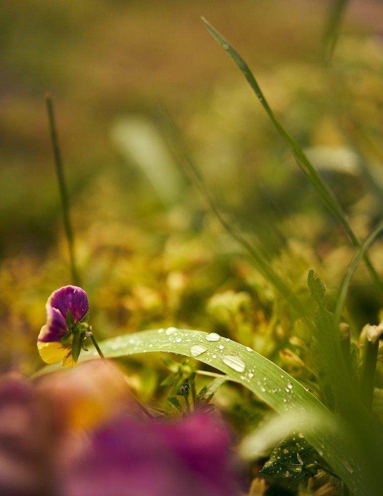 Photograph by Лидия Баженова