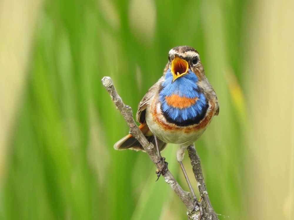 Photograph by Елена Старкова