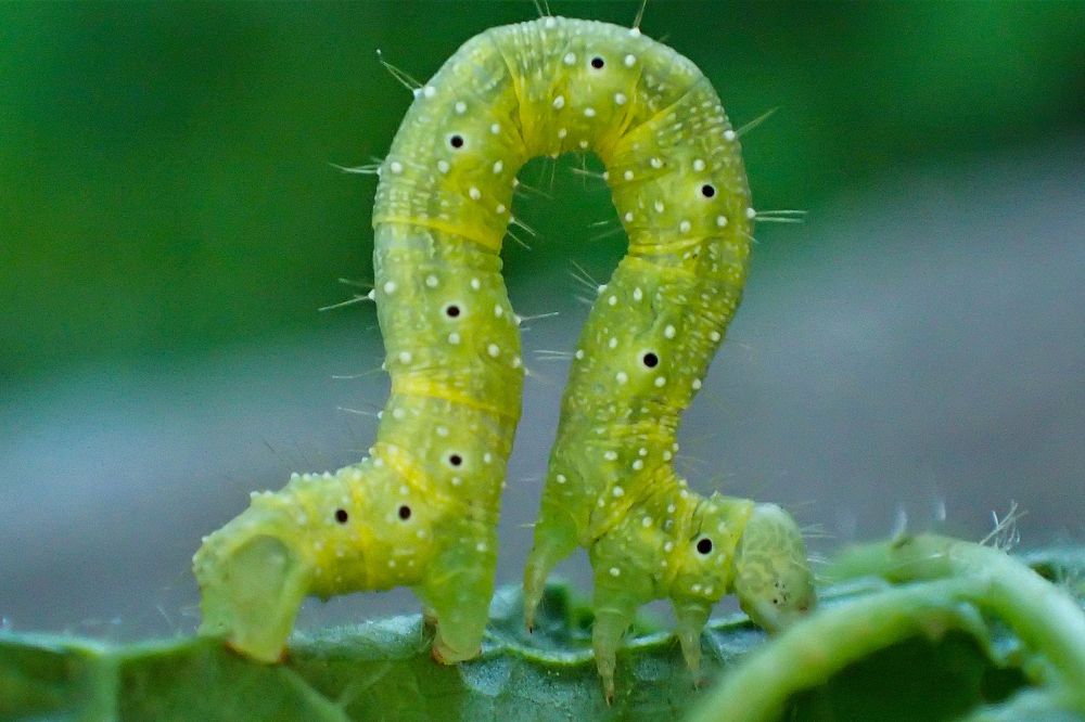 Землемерка