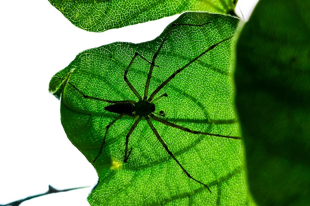 Photograph by Praveen