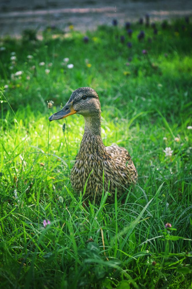 Фотография автора Lija Mezecka