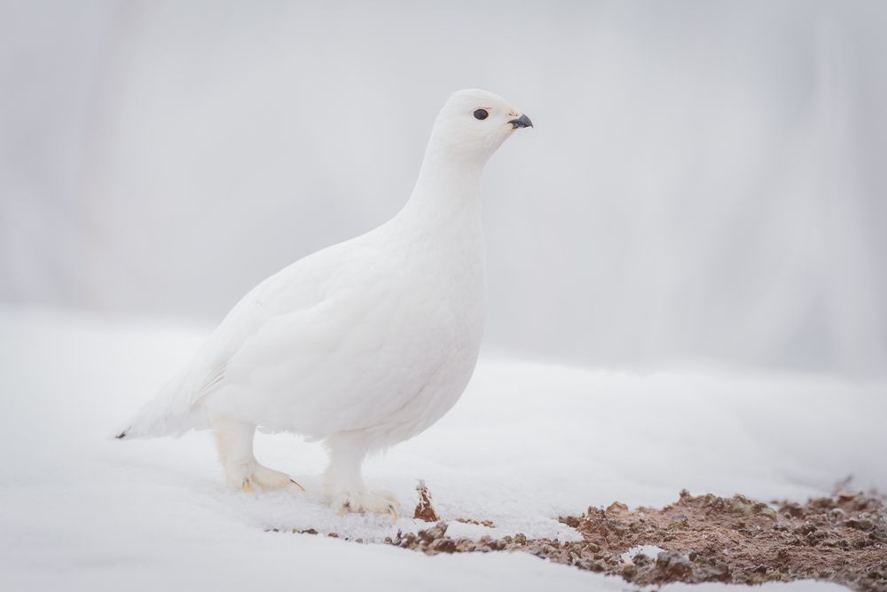 Белая куропатка