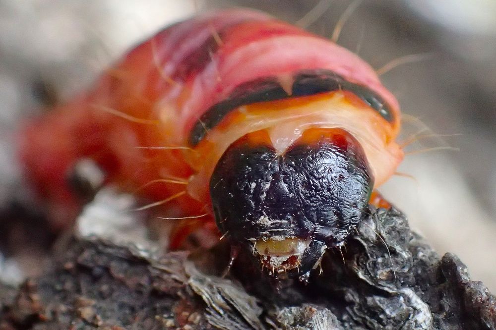 Photograph by Станислав Карташов