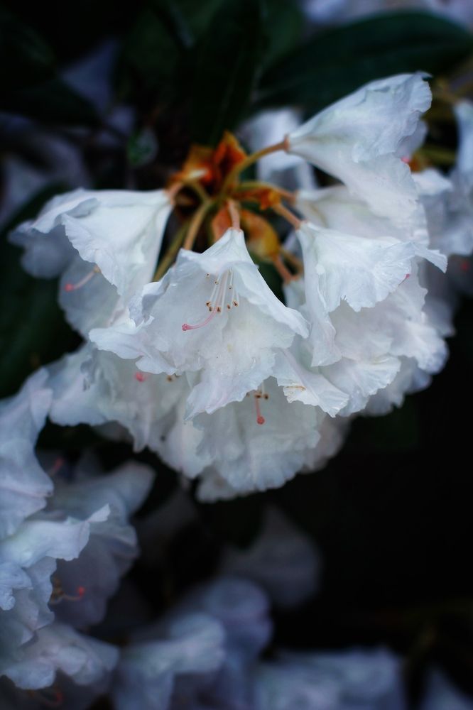 Photograph by Астафьева Анастасия