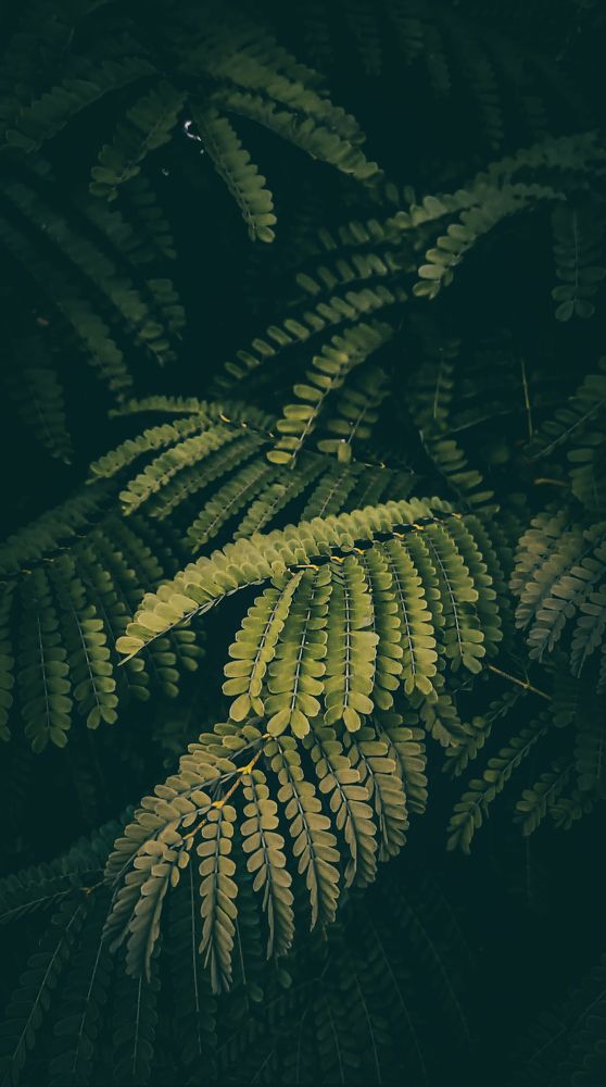 Photograph by Tajudin Shaik