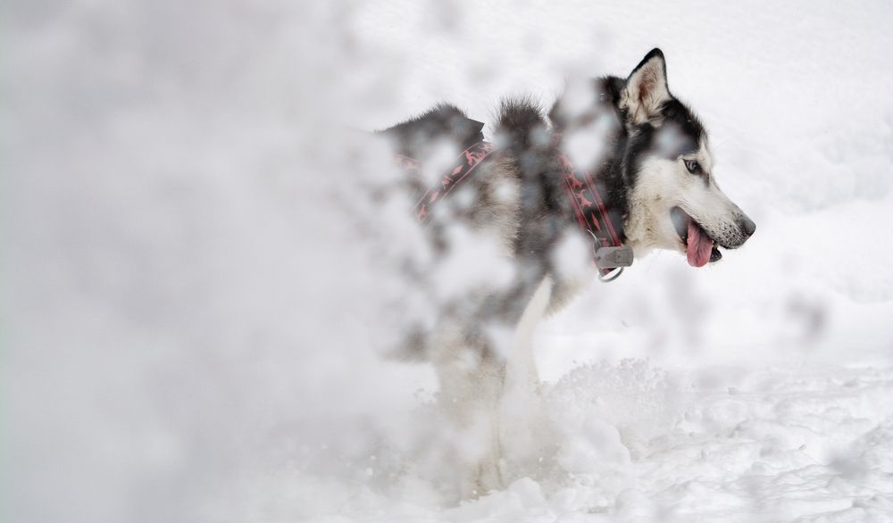 Photograph by Алёна Лозовая