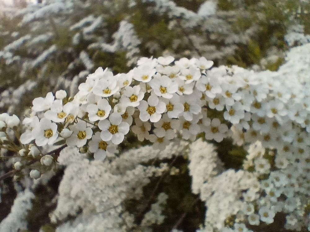 Фотография автора Вероника Пунгина