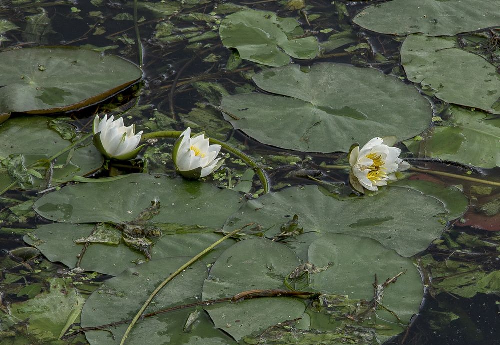 Photograph by Лидия Чугришина