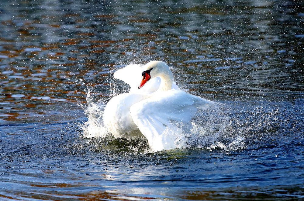 Photograph by Татьяна Слесарева