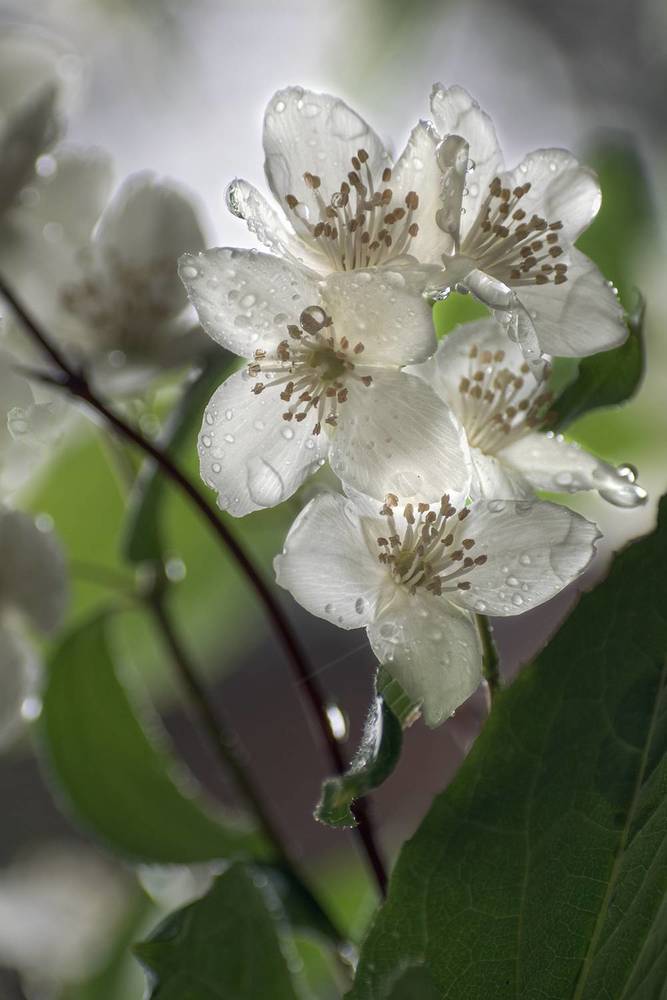 Photograph by Елена Амозова