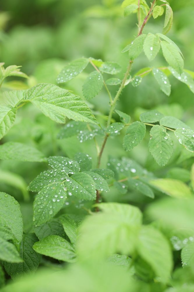 Photograph by Бальзирова Наталья