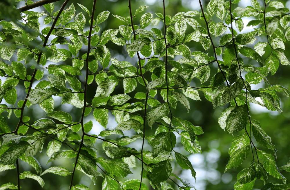 Photograph by Унку Юрий