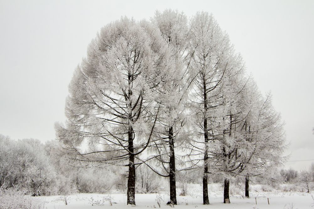 Photograph by Дмитрий Пасынков