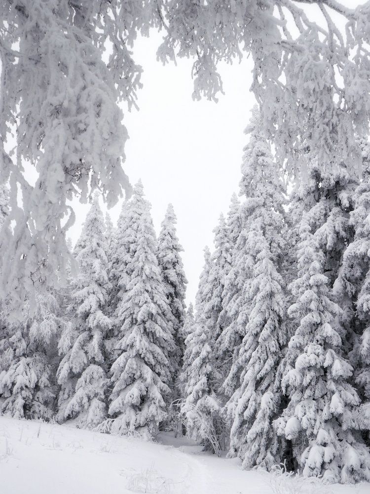 Фотография автора Анатолий Нифантов