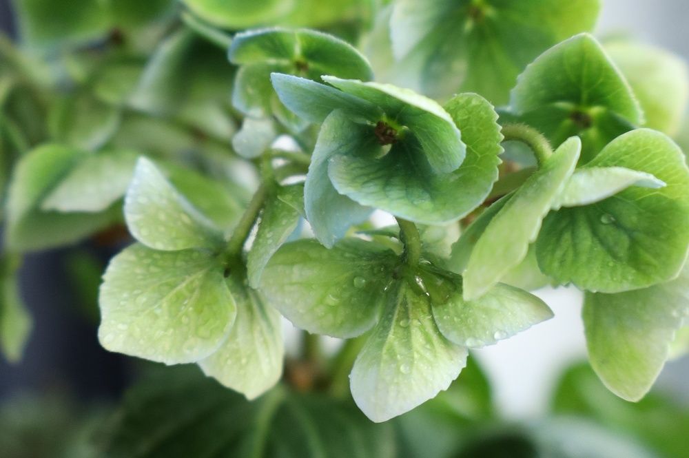 Photograph by Бальзирова Наталья