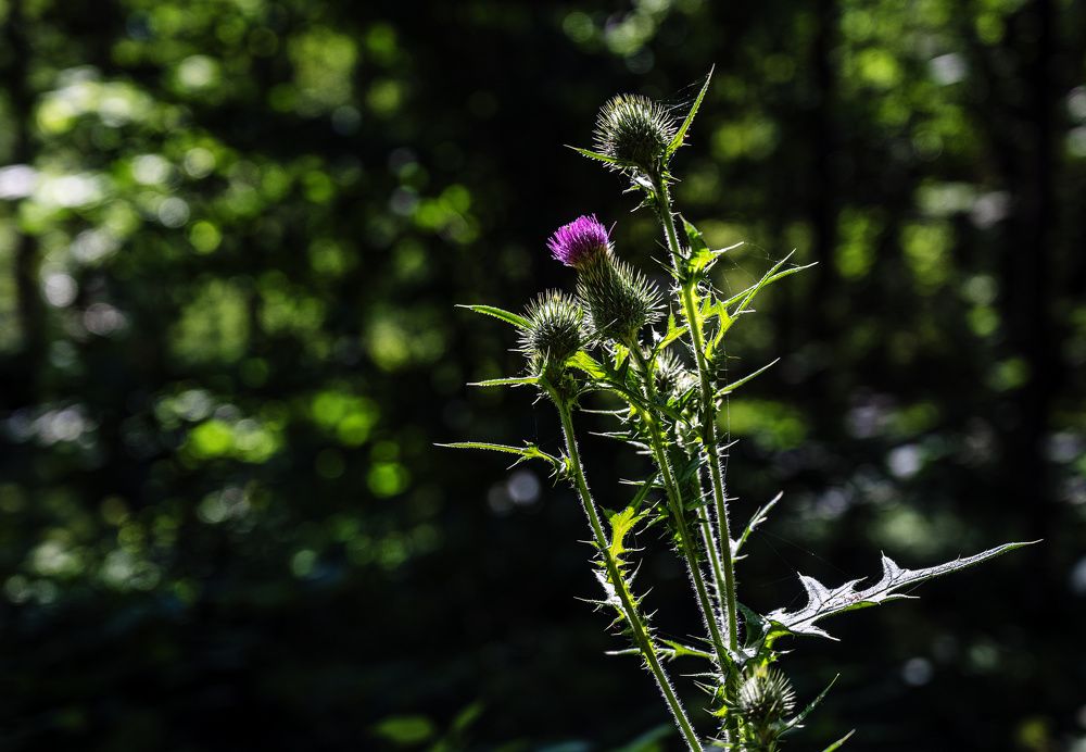 Фотография автора Ольга Лихтарь