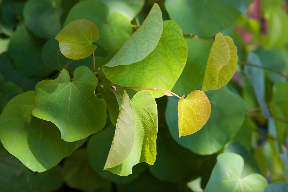 Photograph by Алексей Вяткин