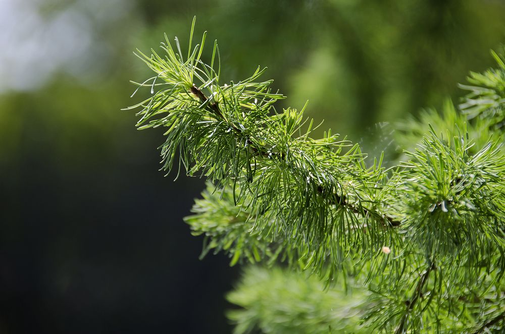 Photograph by Алексей Вяткин