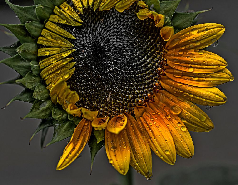 Photograph by Муза Латинская