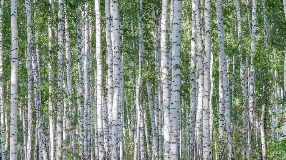 Photograph by Юрий Спасенников