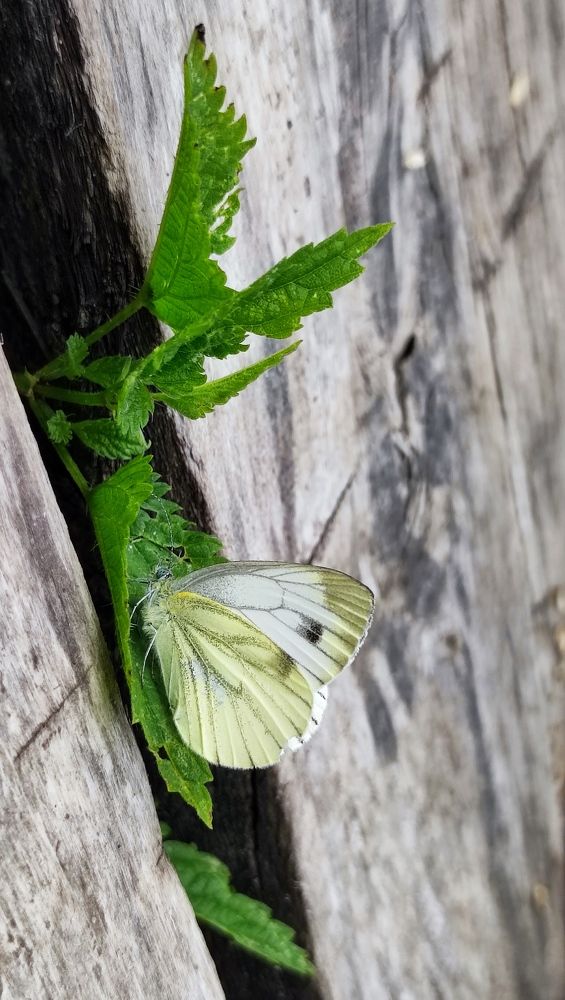 Photograph by Марина Артемьева