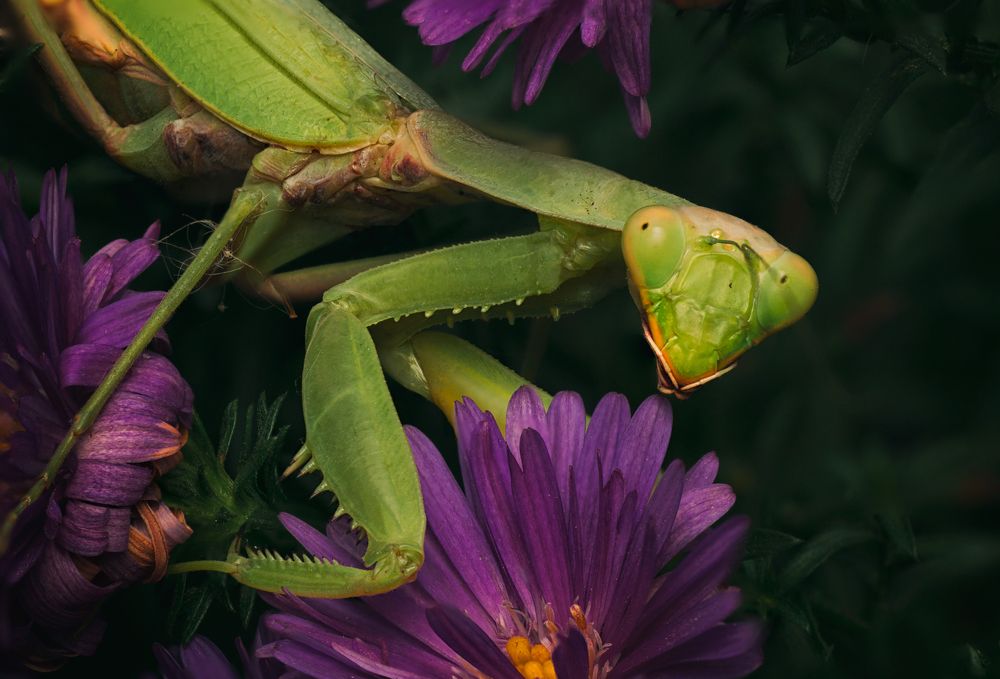 Photograph by Тараненко Анжелика