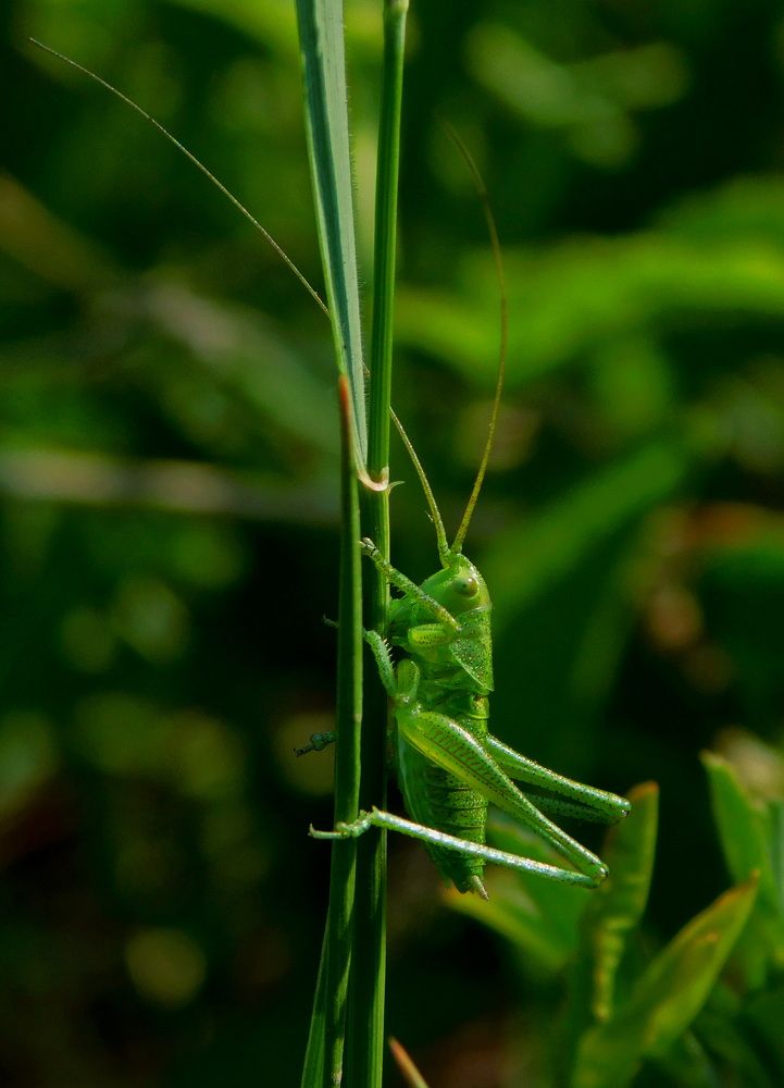 Photograph by Сергей Чеченов