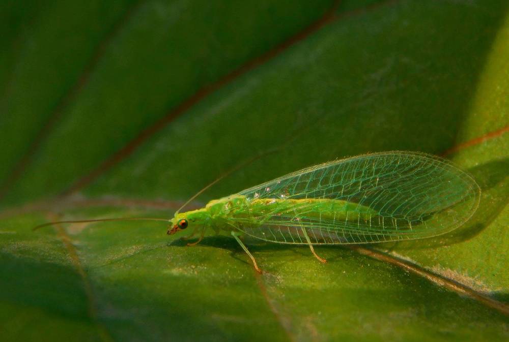 Photograph by Сергей Чеченов