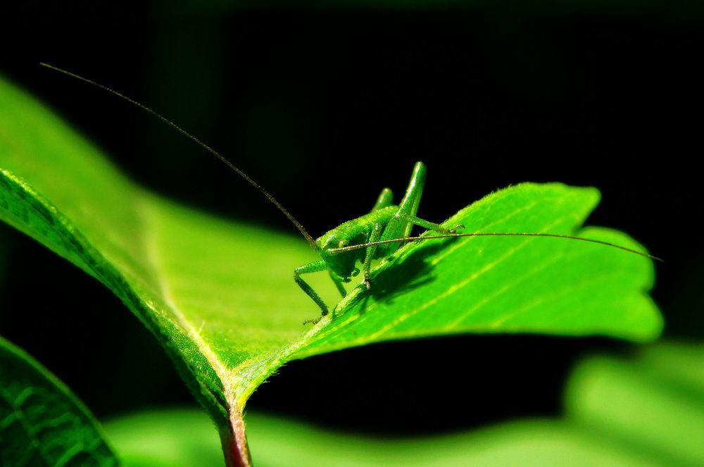 Photograph by Сергей Чеченов