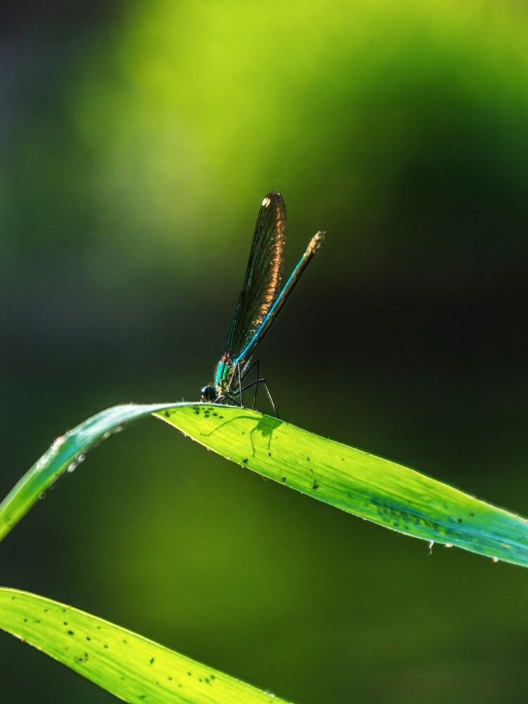 Photograph by Людмила Прибылова