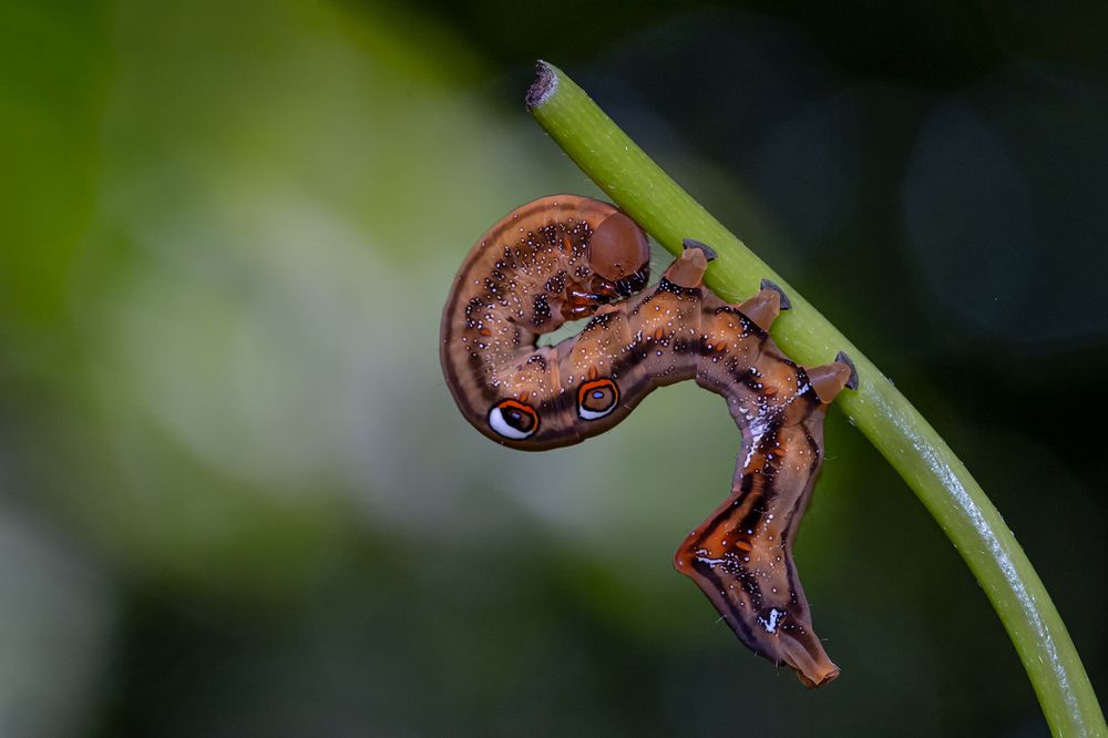 Photograph by Manaska Mukhopadhyay