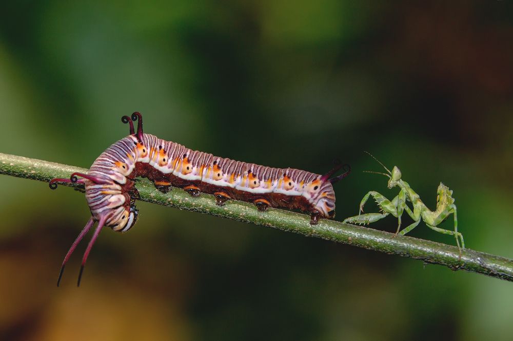 Photograph by Manaska Mukhopadhyay