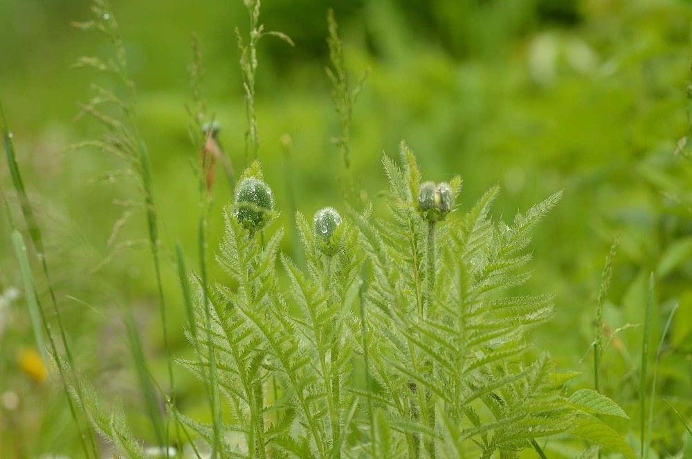 Photograph by Ксения