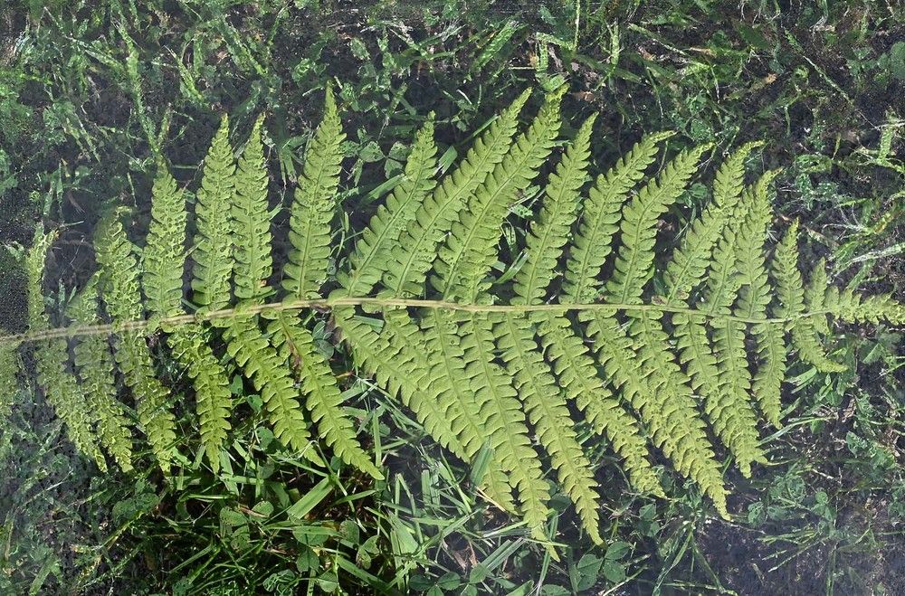 Photograph by Ксения