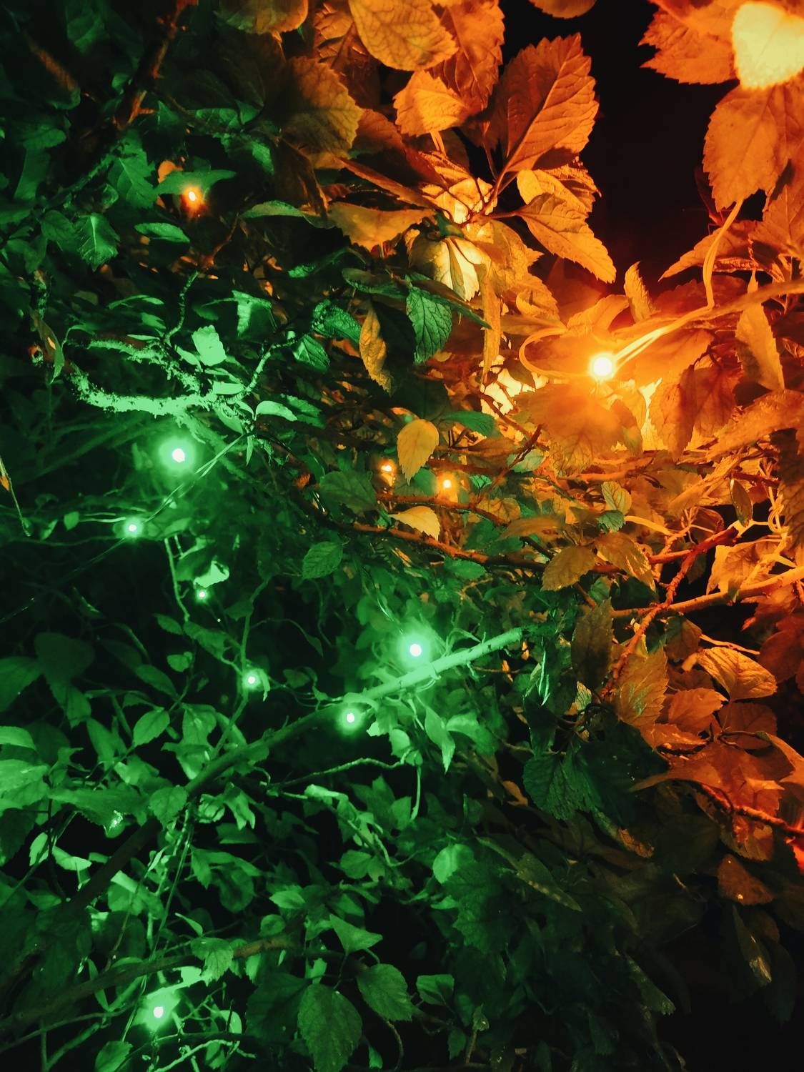 Photo #11399439