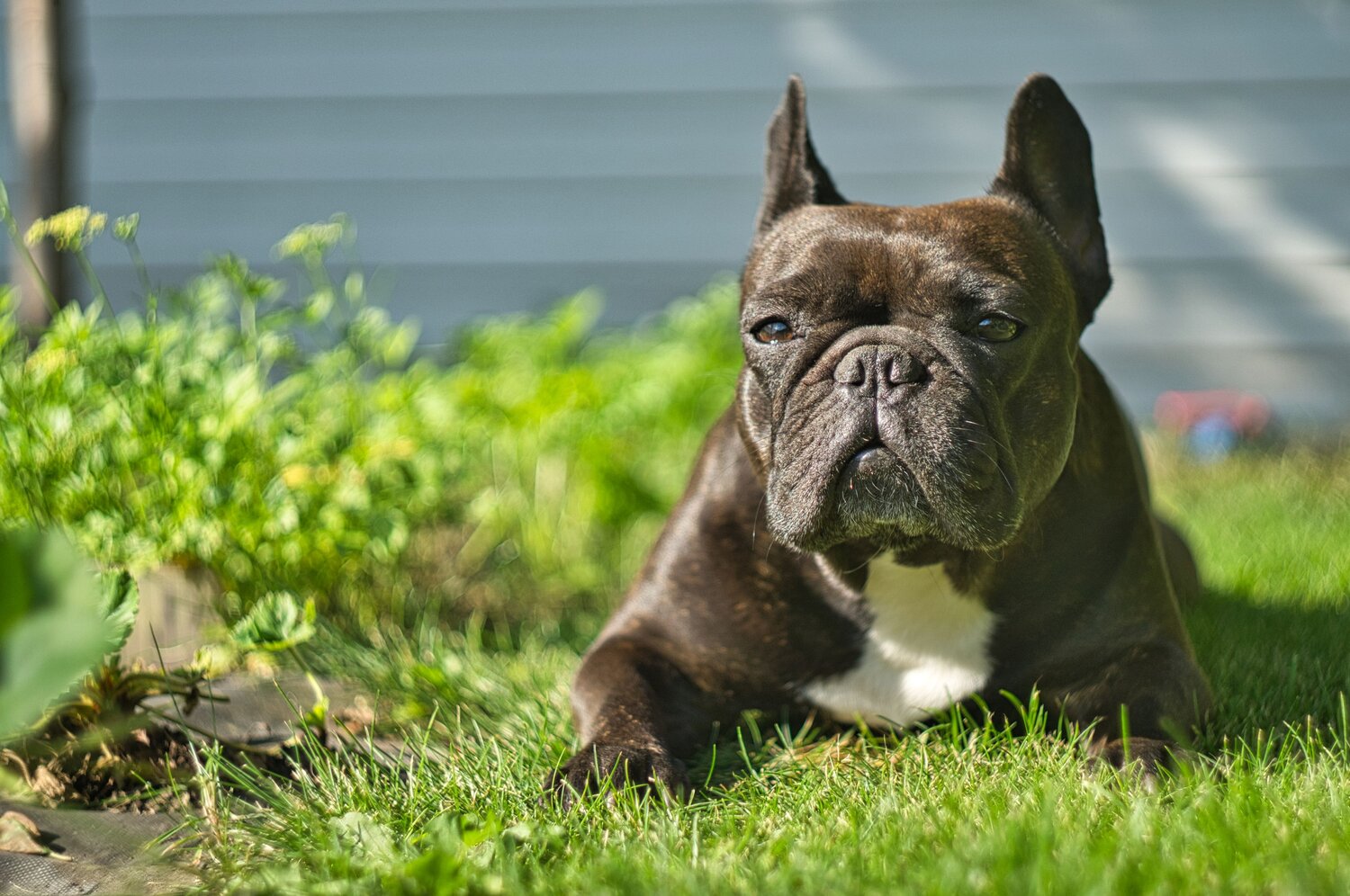 Photo #11399440