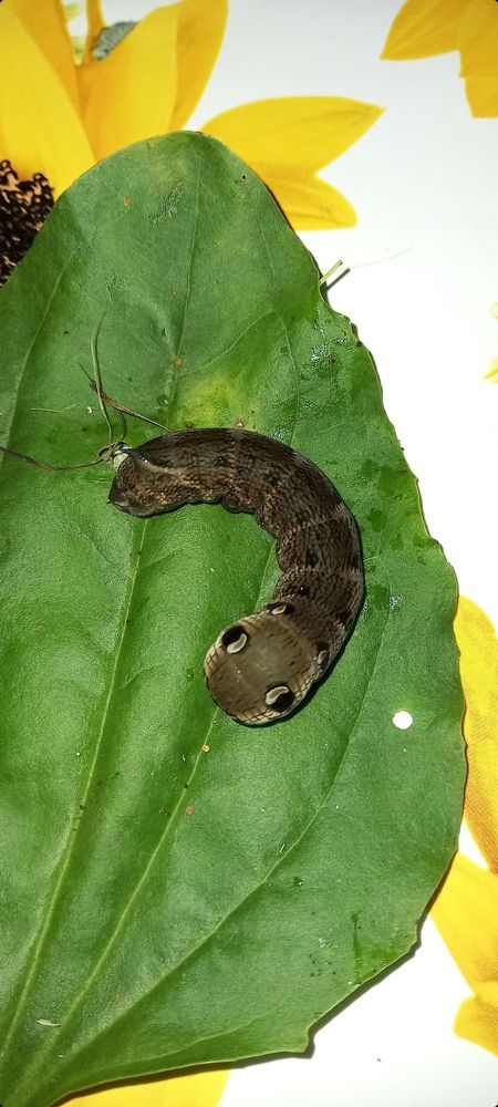 Photograph by Анастасия Бородина