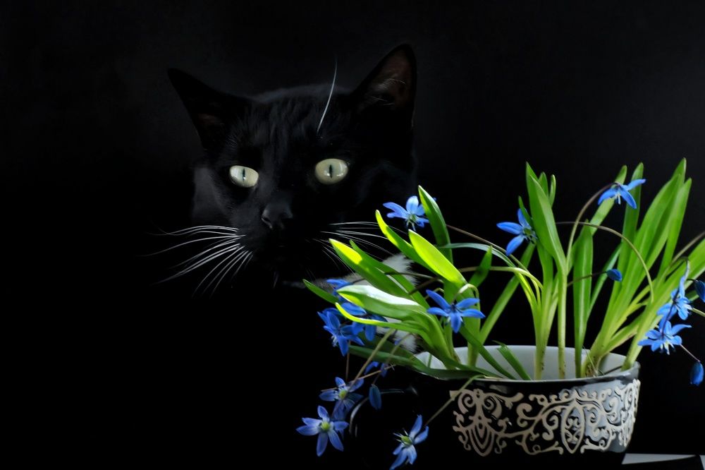 Photograph by Olga Asson