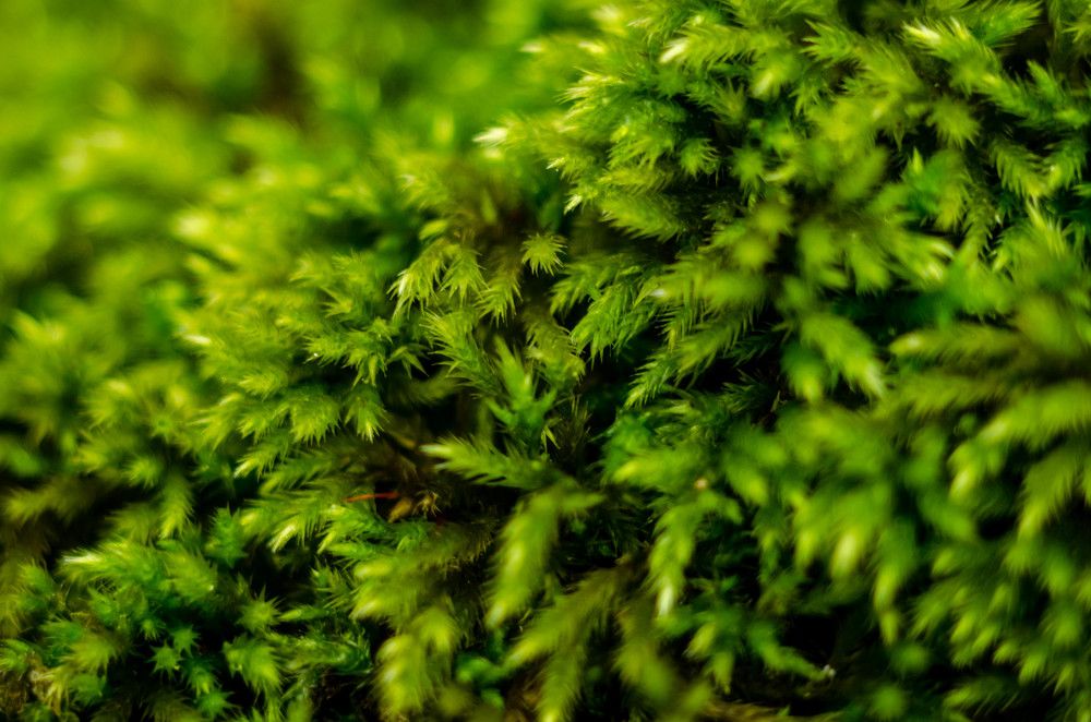 Photograph by Кирилл Владыкин