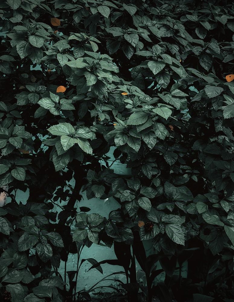 Photo #11399546