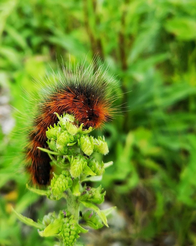 Photograph by Olga Asson