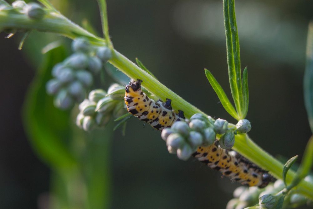 Photograph by Владислав Капанов
