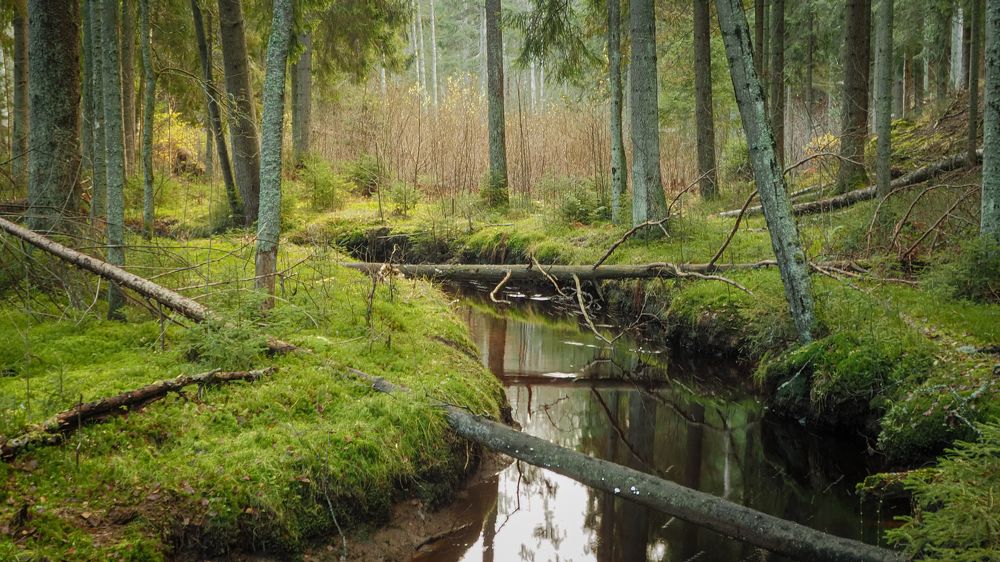 Лесной ручей. Комарово.