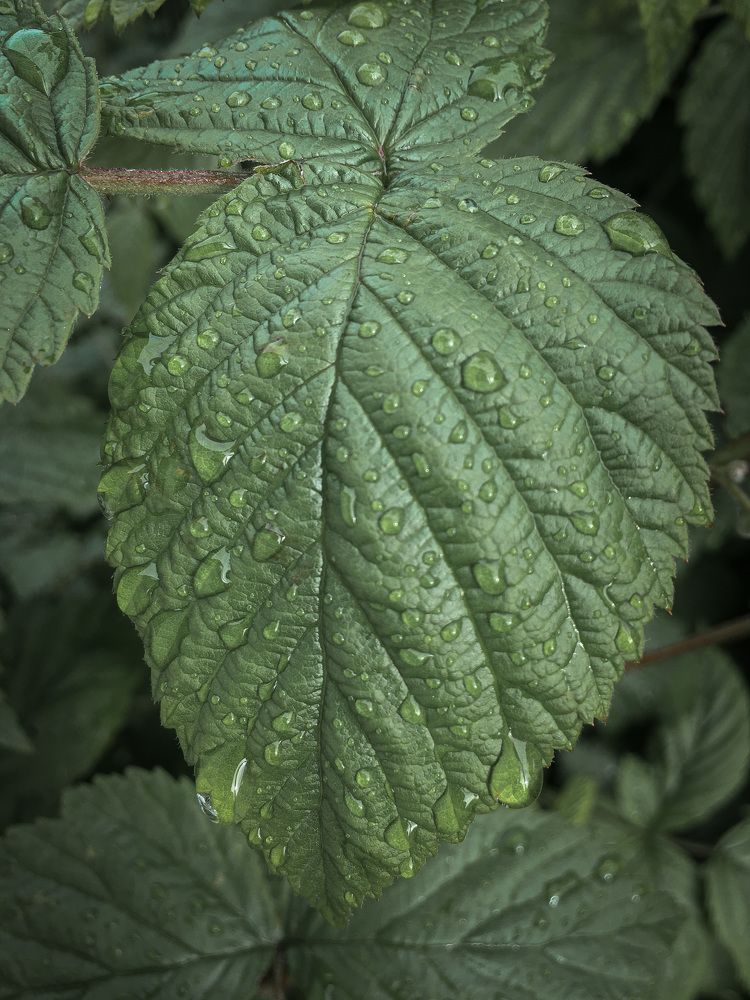 Photograph by Олеся Лагутина