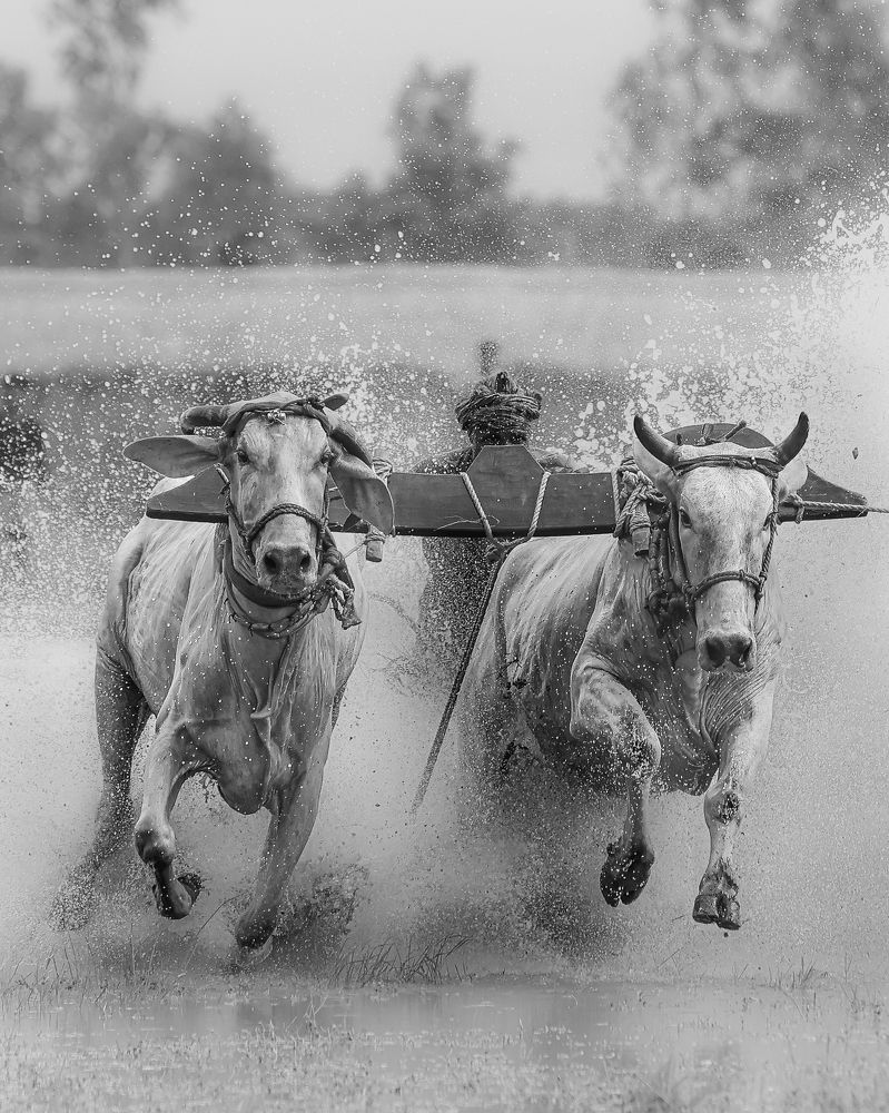 The Splashing Meadow